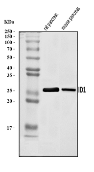 Anti-Id1 Antibody