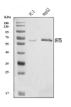 IFIT5 Antibody