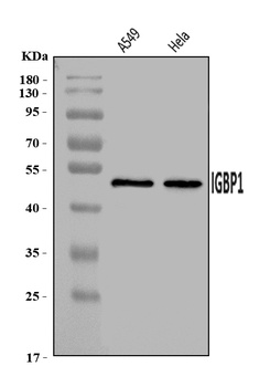 IGBP1 Antibody