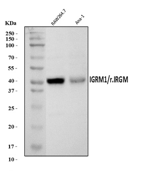 IRGM/Irgm1 Antibody
