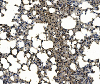 Anti-CD11c/Itgax Antibody