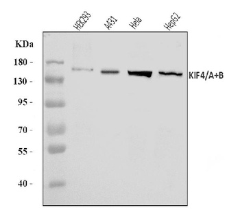 KIF4A/4B Antibody