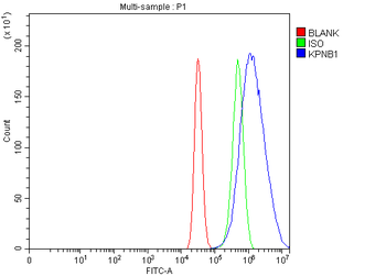 Anti-KPNB1 Antibody