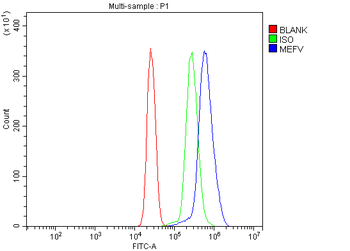 Anti-Pyrin/MEFV Antibody