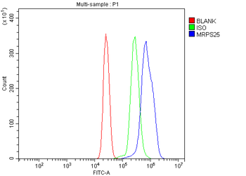 Anti-MRPS25 Antibody