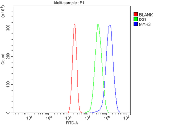 Anti-heavy chain Myosin/Myh3 Antibody