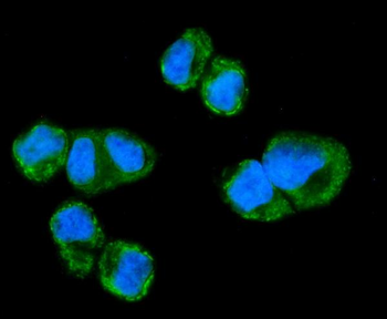 Anti-NDUFAF1 Antibody