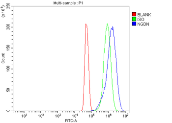 Anti-NGDN Antibody