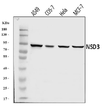 Anti-NSD3 Antibody