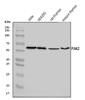 PAK2 Antibody