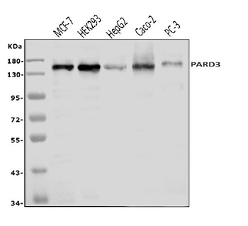 PAR-3/PARD3 Antibody