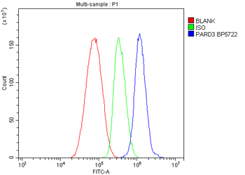 Anti-PAR-3/PARD3 Antibody