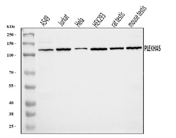 PEPP2/PLEKHA5 Antibody