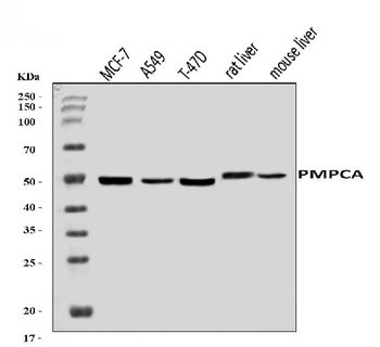 PMPCA/INPP5 Antibody