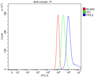 Anti-PPIL3 Antibody