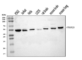 PKA R2/PKR2/PRKAR2A Antibody