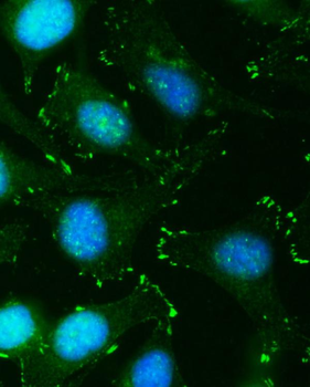 Anti-QSOX2 Antibody