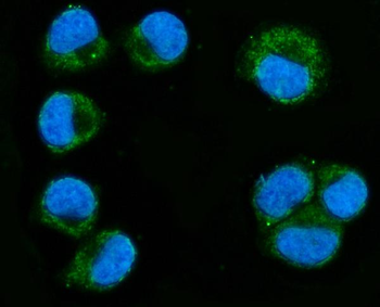 Anti-MIRO1/RHOT1 Antibody