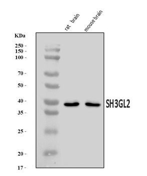 SH3GL2 Antibody