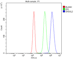 Anti-SH3GL2 Antibody