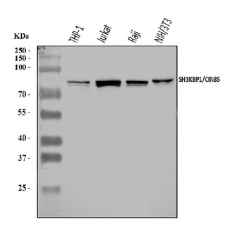 SH3KBP1 Antibody