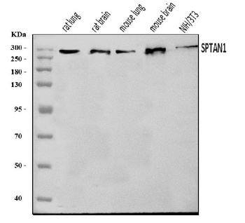 NEAS/SPTAN1 Antibody