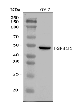 Anti-HIC5/TGFB1I1 Antibody