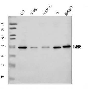 TMED5/p28 Antibody