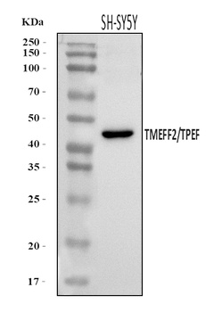 TMEFF2 Antibody
