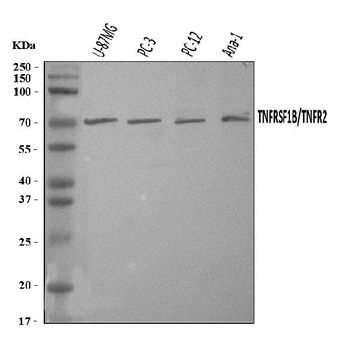 TNF Receptor II/TNFRSF1B Antibody