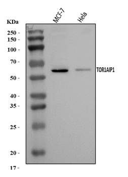 TOR1AIP1 Antibody