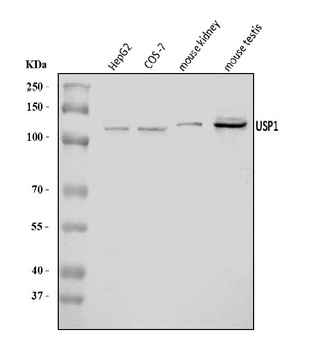 USP1 Antibody