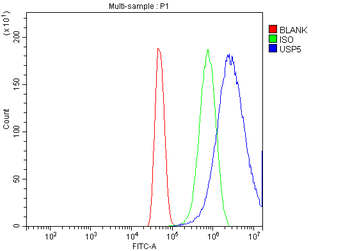Anti-USP5 Antibody