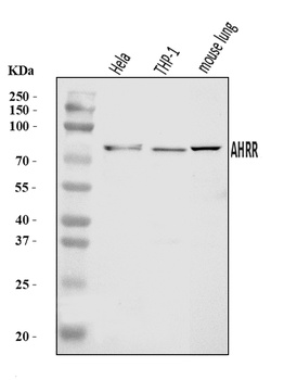 AHRR Antibody
