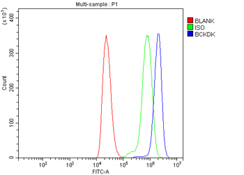 Anti-BCKDK Antibody