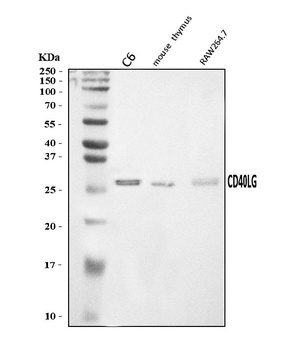 TRAP/CD40L/Cd40lg Antibody