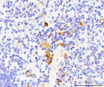 Anti-TRAP/CD40L/Cd40lg Antibody
