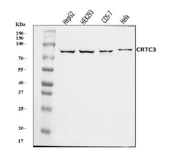 CRTC3 Antibody