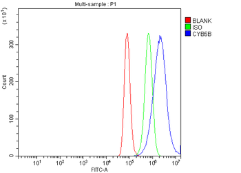 Anti-CYB5B Antibody
