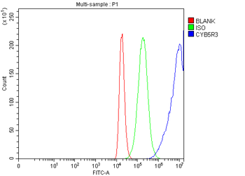 Anti-CYB5R3 Antibody