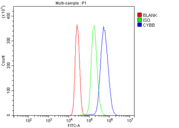 Anti-NOX2/gp91phox/CYBB Antibody