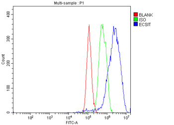 Anti-ECSIT Antibody