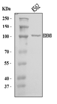 EDEM3 Antibody