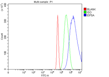 Anti-EIF5A Antibody