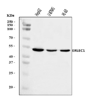 ERLEC1 Antibody