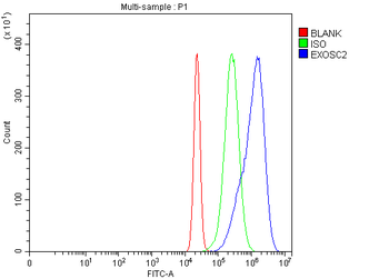 Anti-RRP4/EXOSC2 Antibody