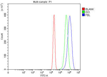 Anti-Fibrillarin/FBL Antibody