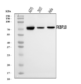 FKBP10 Antibody