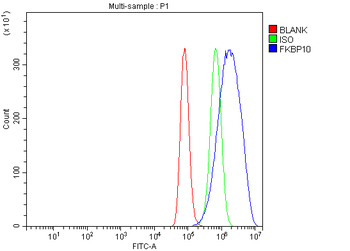 Anti-FKBP10 Antibody