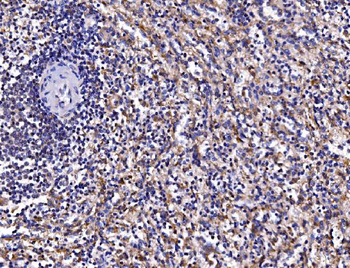 Anti-FKBP135/FKBP15 Antibody